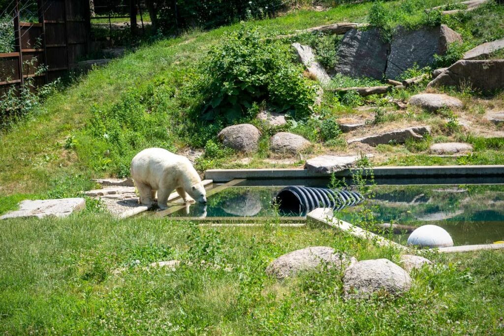 Un ours polaire au zoo de Mulhouse