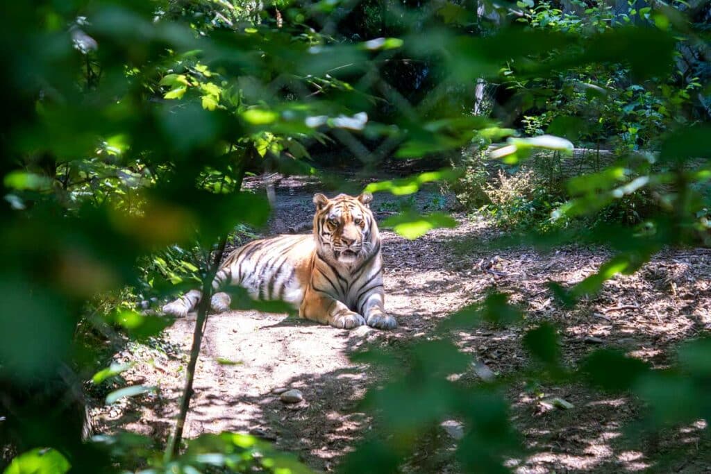Un tigre au zoo de Mulhouse